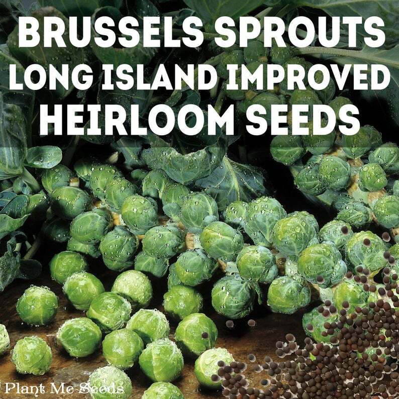 150+ Heirloom Vegetable Seed 6 Variety Garden Set #2 Emergency Survival NON-GMO