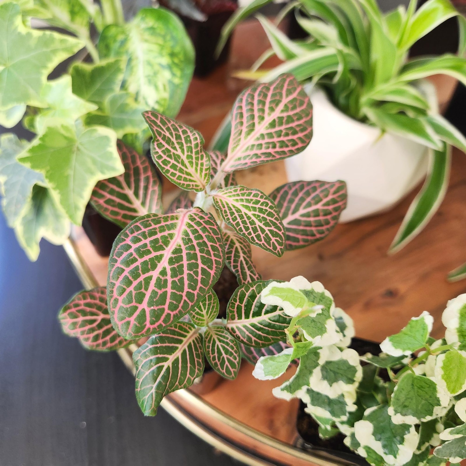 6 Pack Assorted Air Purifying Indoor Plants – Easy Care Houseplants in Pots