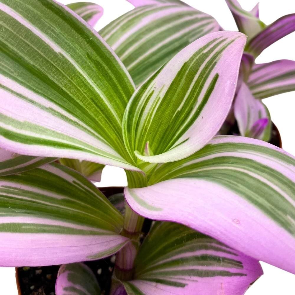 Tradescantia Nanouk 2 inch Set of 3 Fantasy Venice Wandering Dude Albiflora Spid