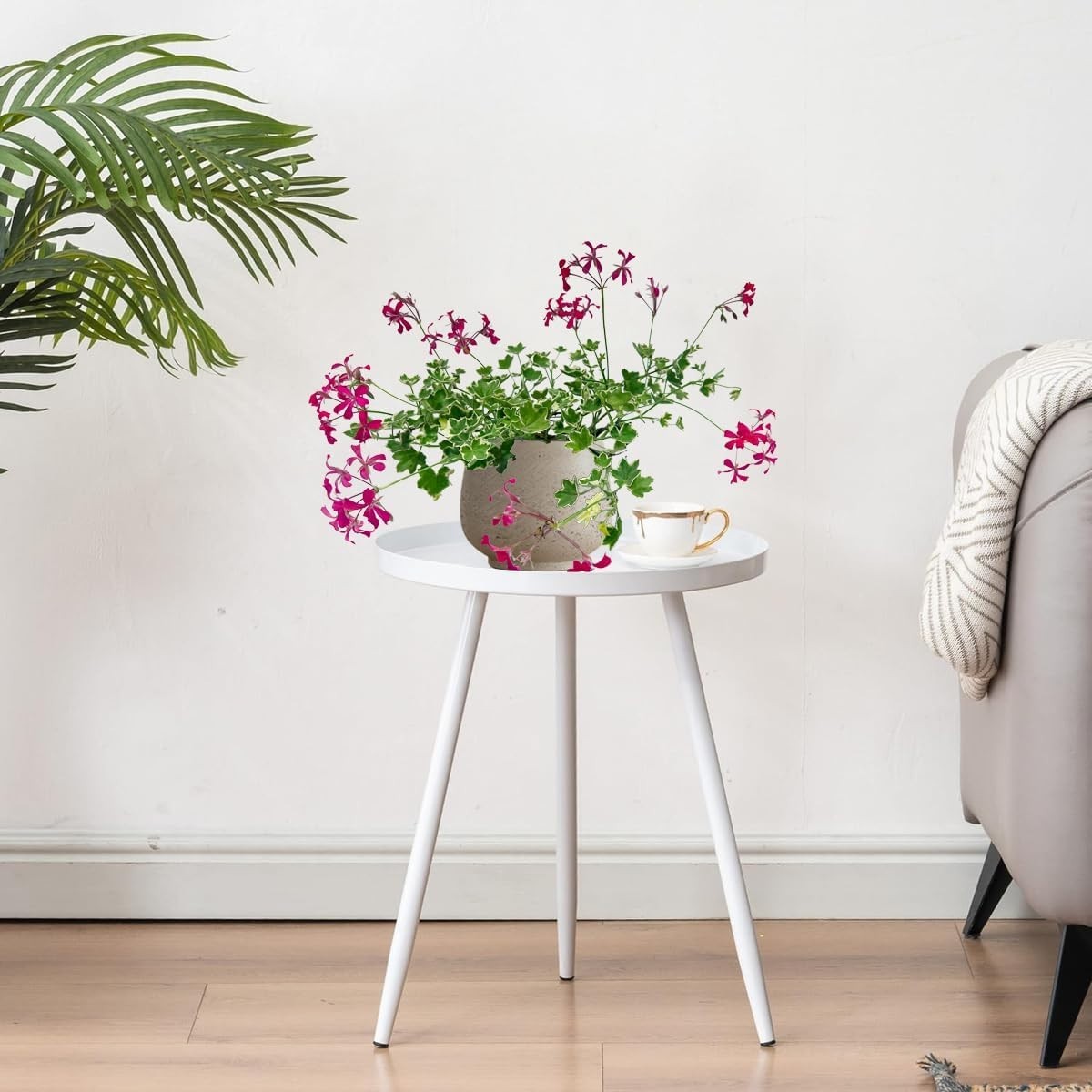 Pelargonium Evka (Packof 2), Cheerful Blooms Flowering Plant