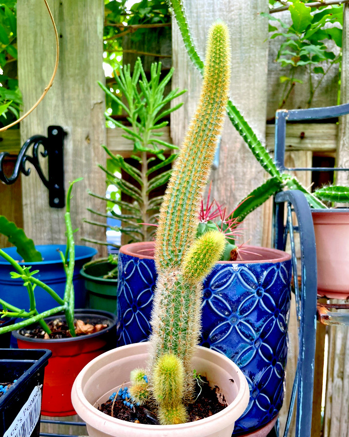 Three of Gold Rat tail cleistocactus plants SUCCULENT Cactus cacti Rare cutting