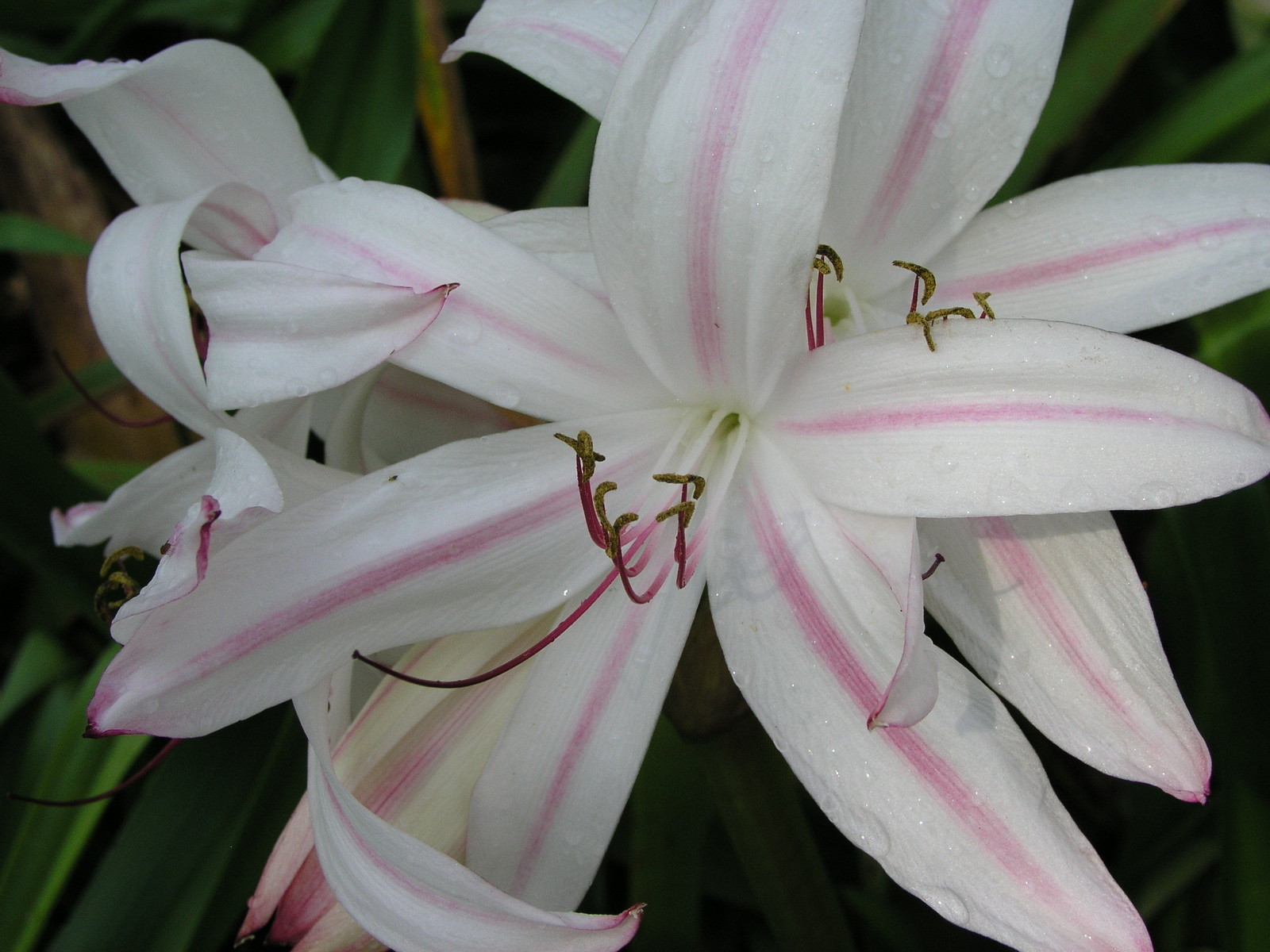 Crinum Lily, Royal White, medium-size bulb