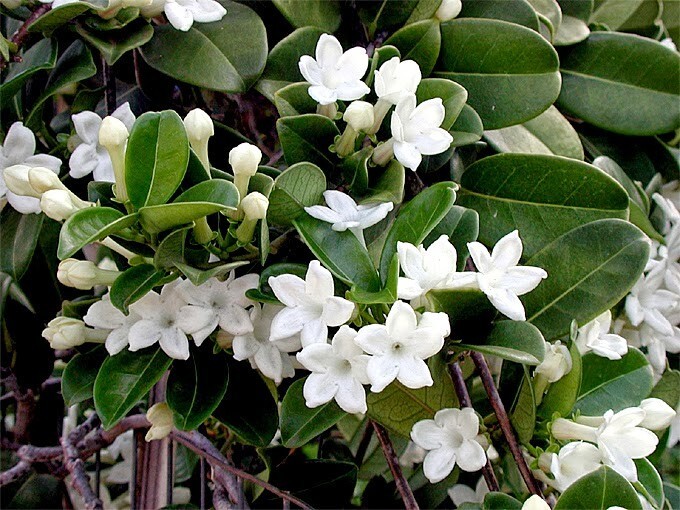 Madagascar jasmine ~GREEN LEAF STEPHANOTIS ~Small Rooted STARTER Plant~Fragrant!