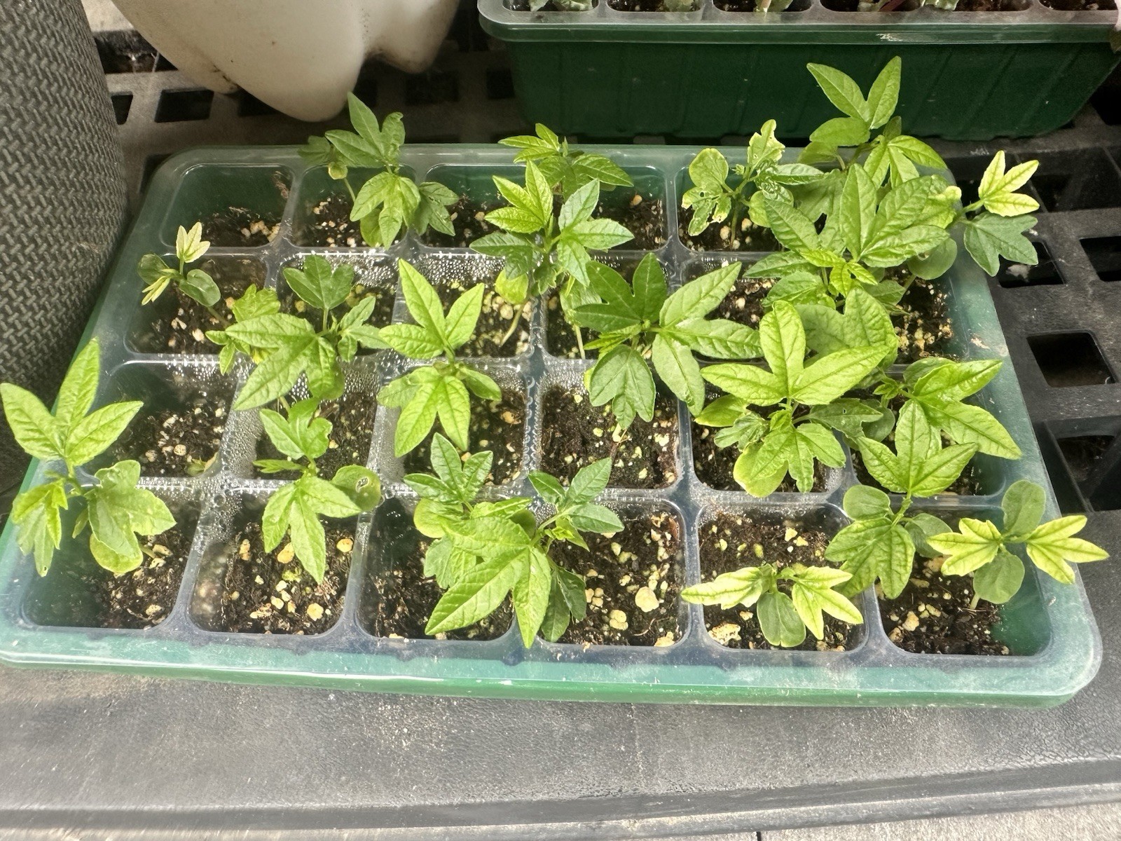 3 Nursery Bananas Passion Fruit Live Plants