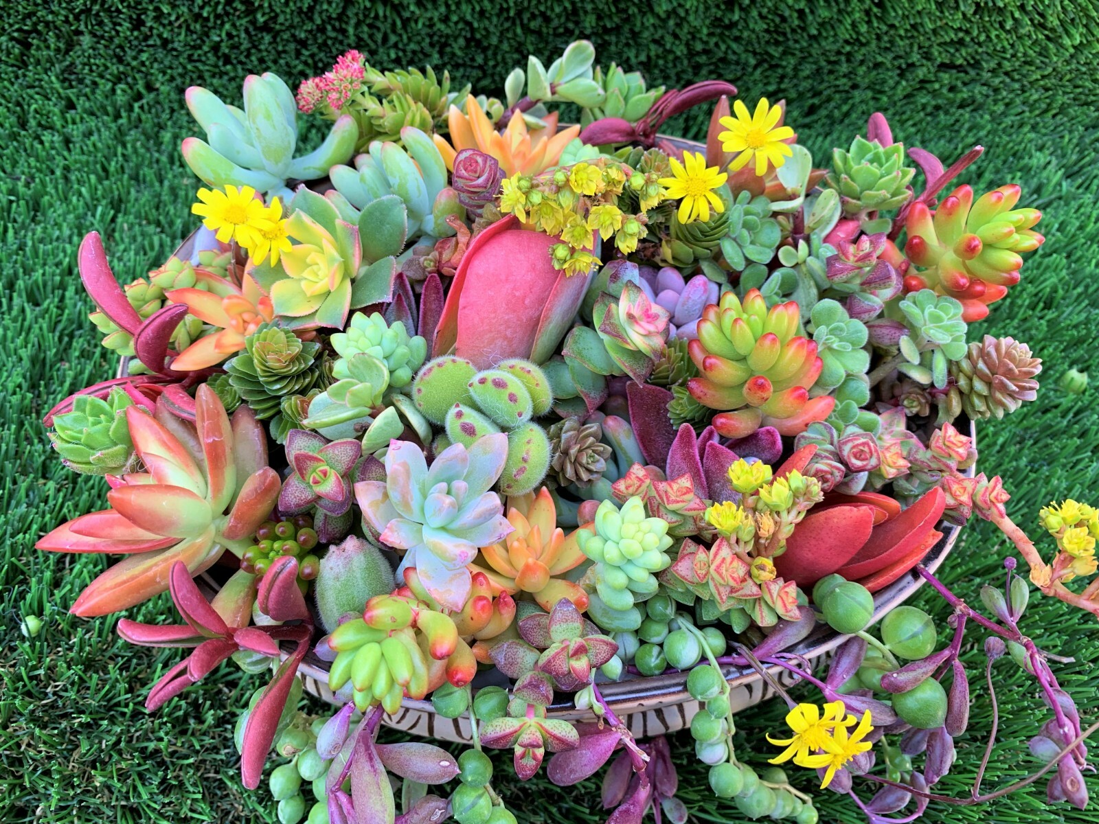 10 unrooted Colorful Succulent Cuttings (10 different varieties)