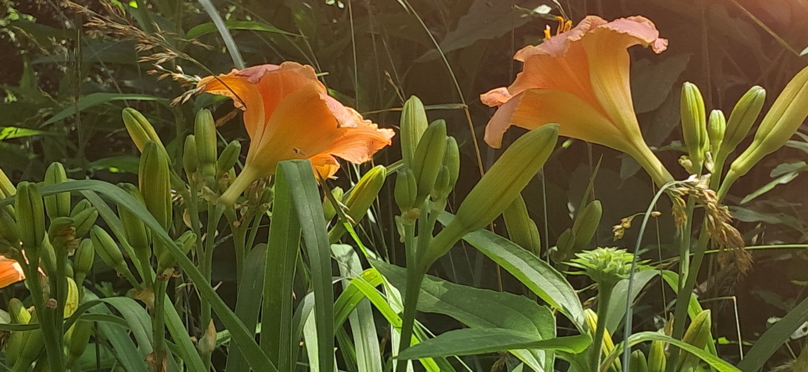 Daylily, Children’s Festival, Peachy Pink, Perennial, Bare Root x 5, zones 3-9
