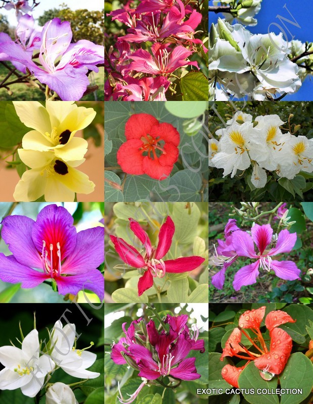 BAUHINIA MIX rare ORCHID TREE flowering fragrant big plant bonsai SEED 15 seeds