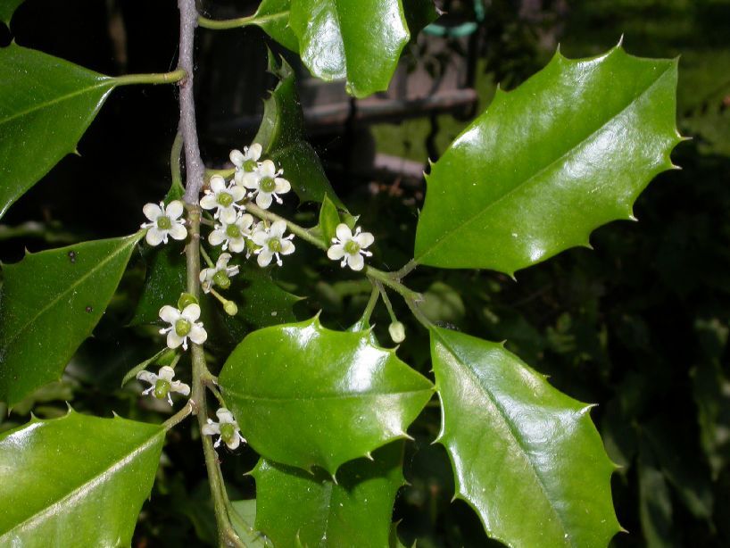 American Holly, Ilex opaca, Tree Seeds