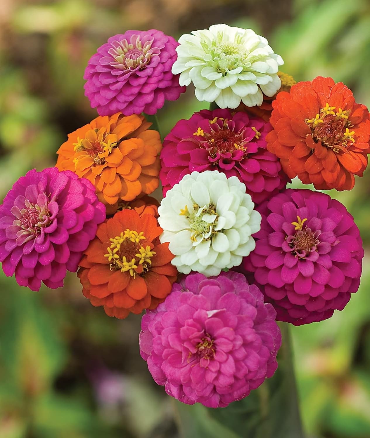 PLANTMEW 1000+ Zinnia Dahlia Seeds Flower 0.35 Ounce Pouch, Colorful