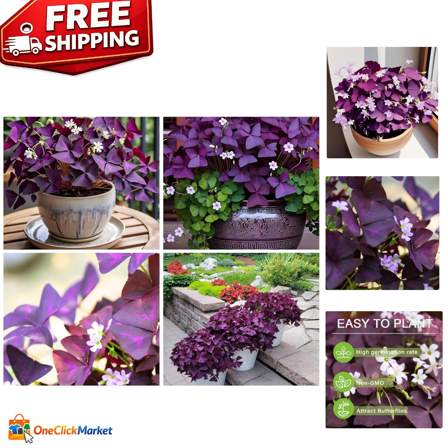 Heirloom Purple Shamrock Bulbs – 12 Count Perfect for Outdoor Pollinator Gardens