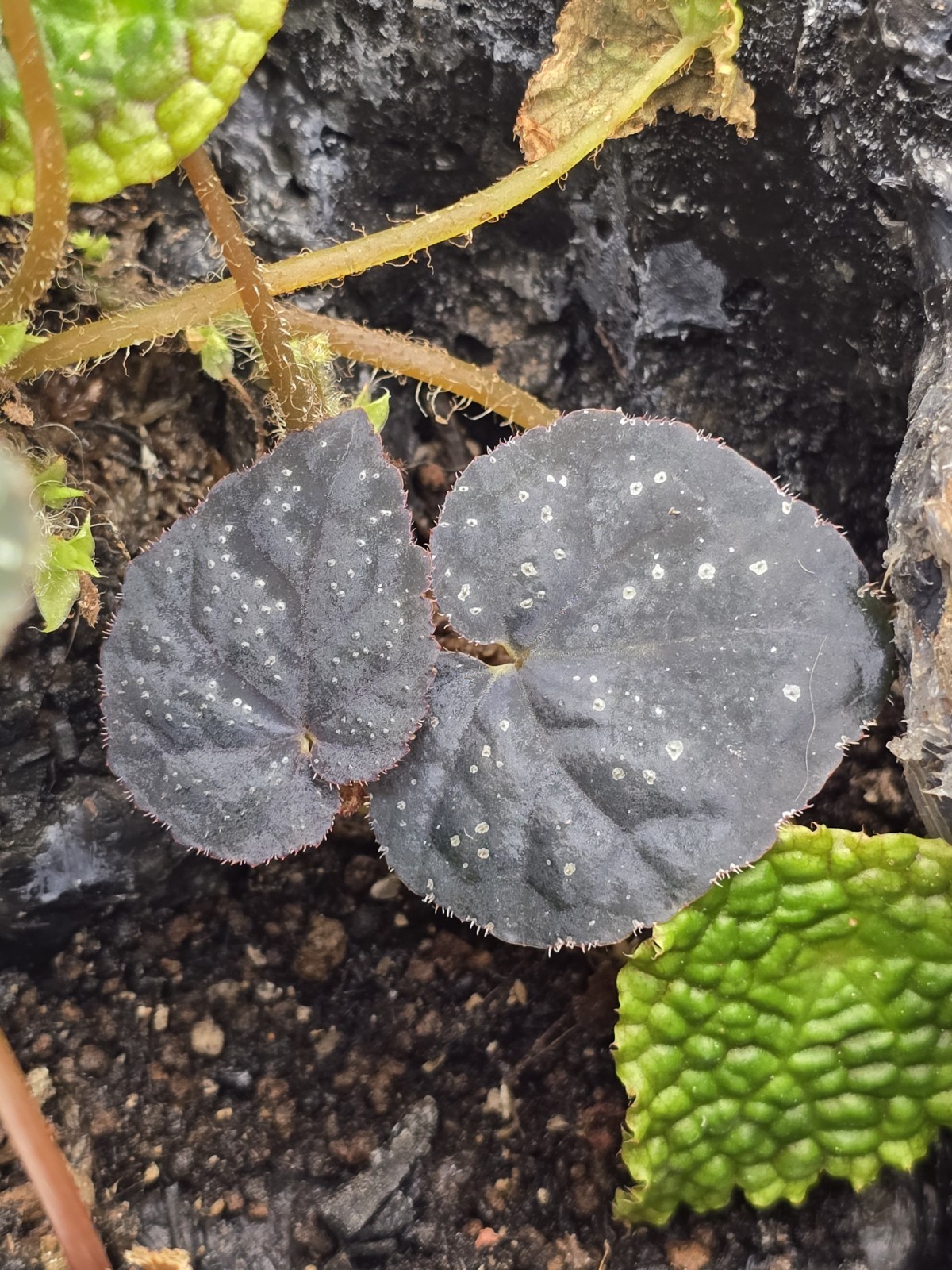 Begonia Thai White Spot X Blue Tuberous Live Starter Plant Growers Choice
