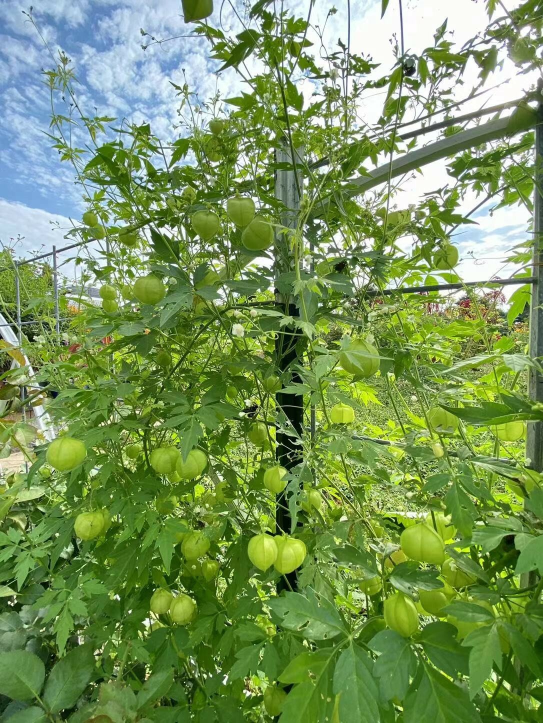 Balloon Vine( Love in a Puff) Seeds  25 Seeds