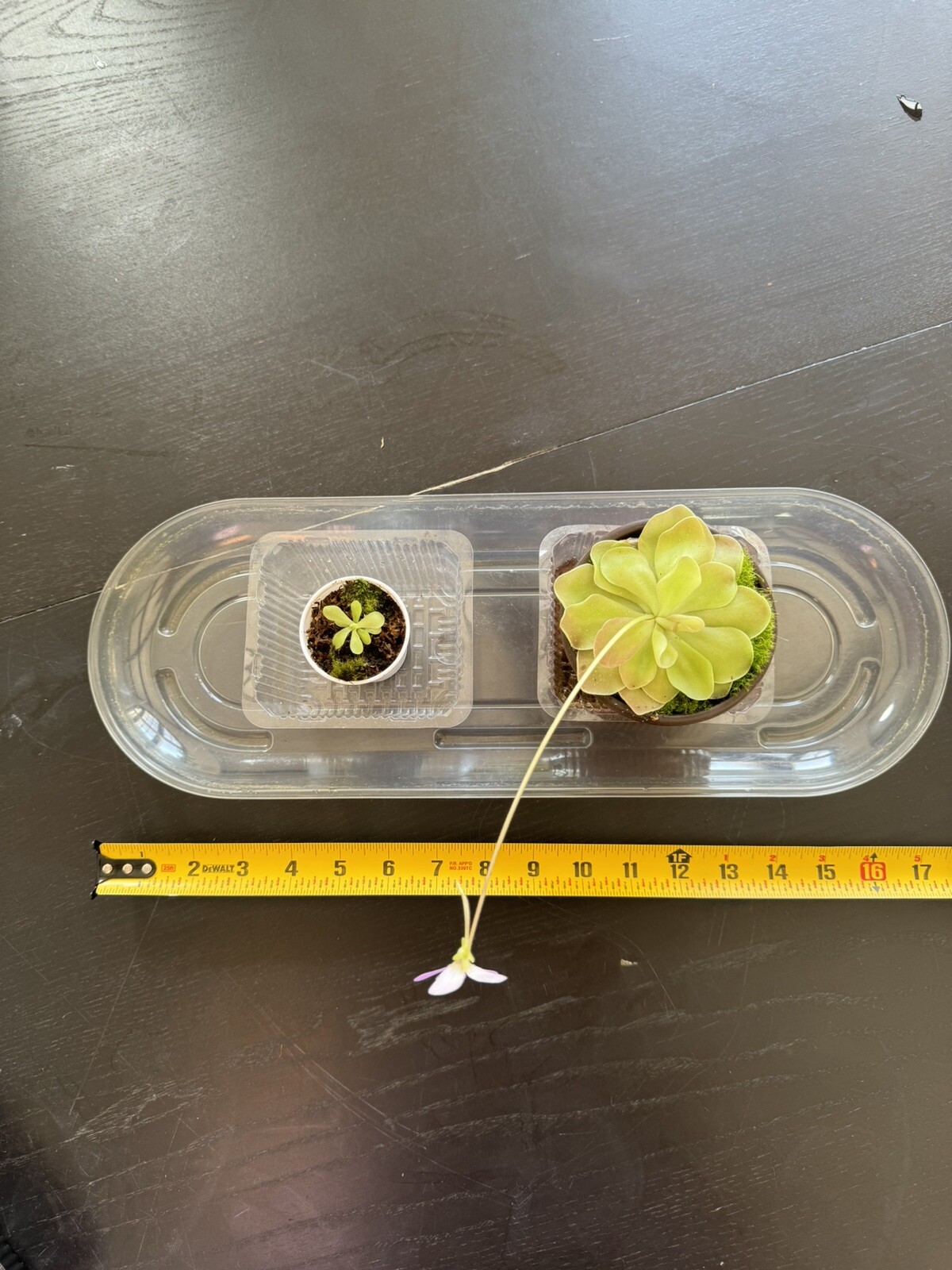 Carnivorous Pinguicula Butterwort – Your Natural Pest Control Hero! Easy to grow