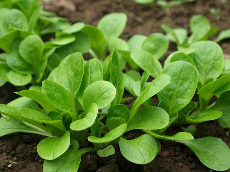 500+Dutch Corn Salad Seeds Lamb’s Lettuce Mache Locusta Herb Vegetable USA