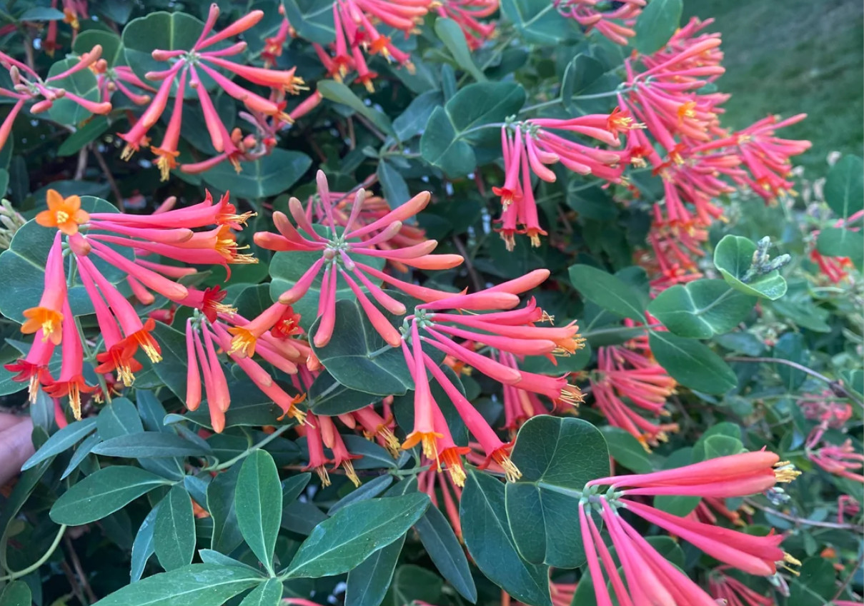 Coral Honeysuckle Live Plant – 1 Gallon – Red Trumpet Flower Vine