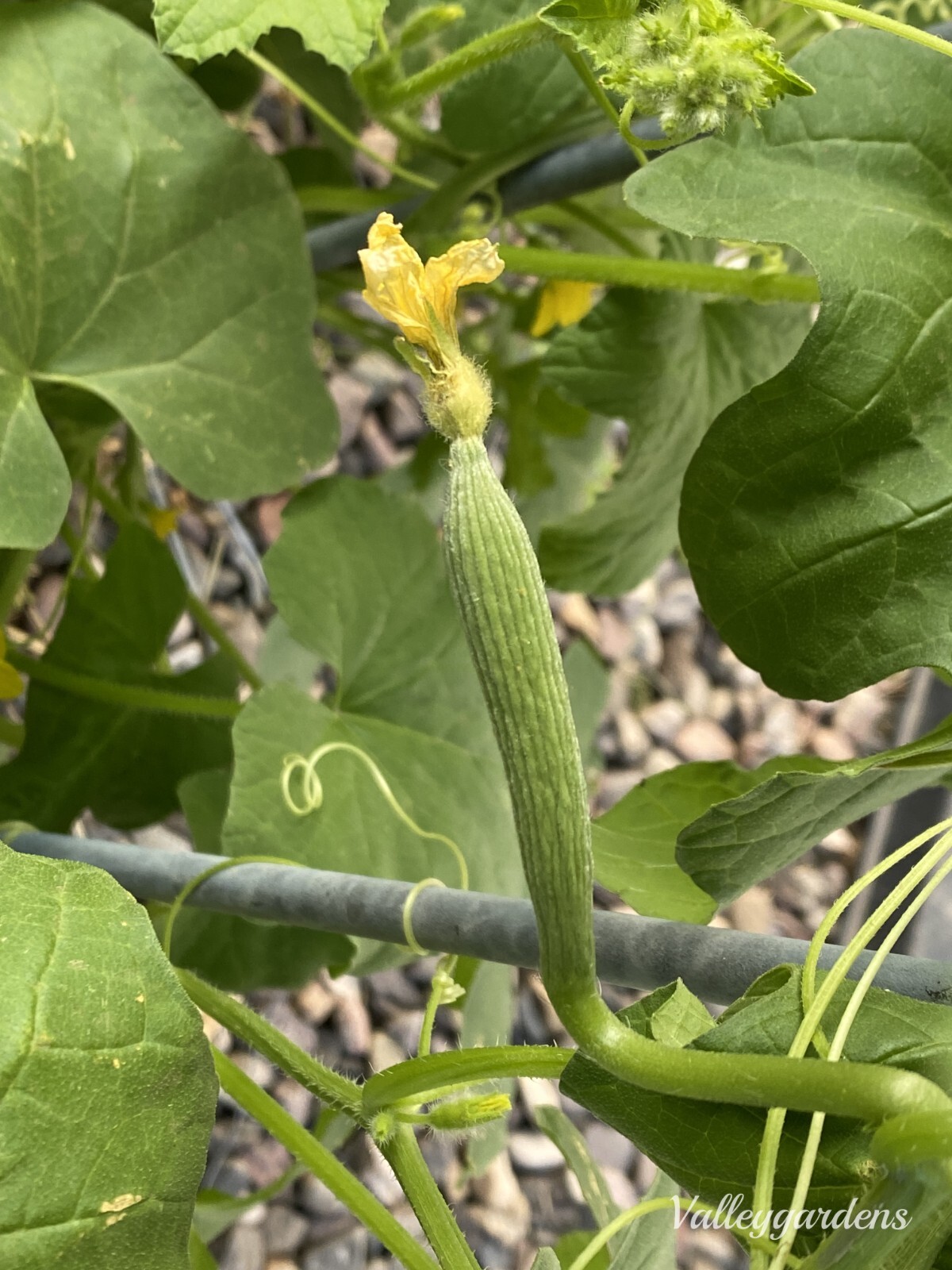 🌱 Heirloom Armenian Dark Green Cucumber 20 Seeds