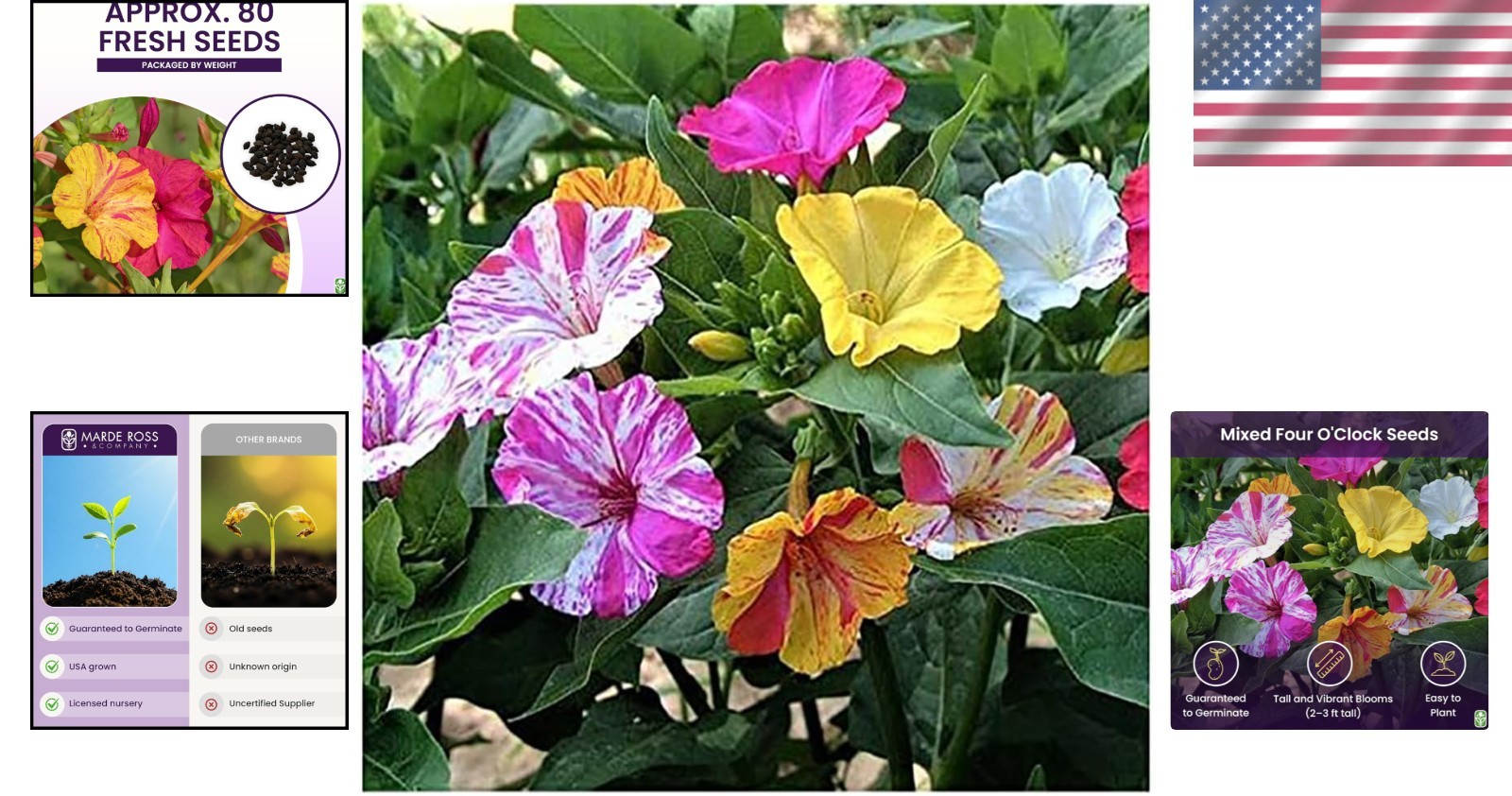 80 Multi-Color Four O’Clock Flower Seeds – Vibrant Perennials for Summer Blooms