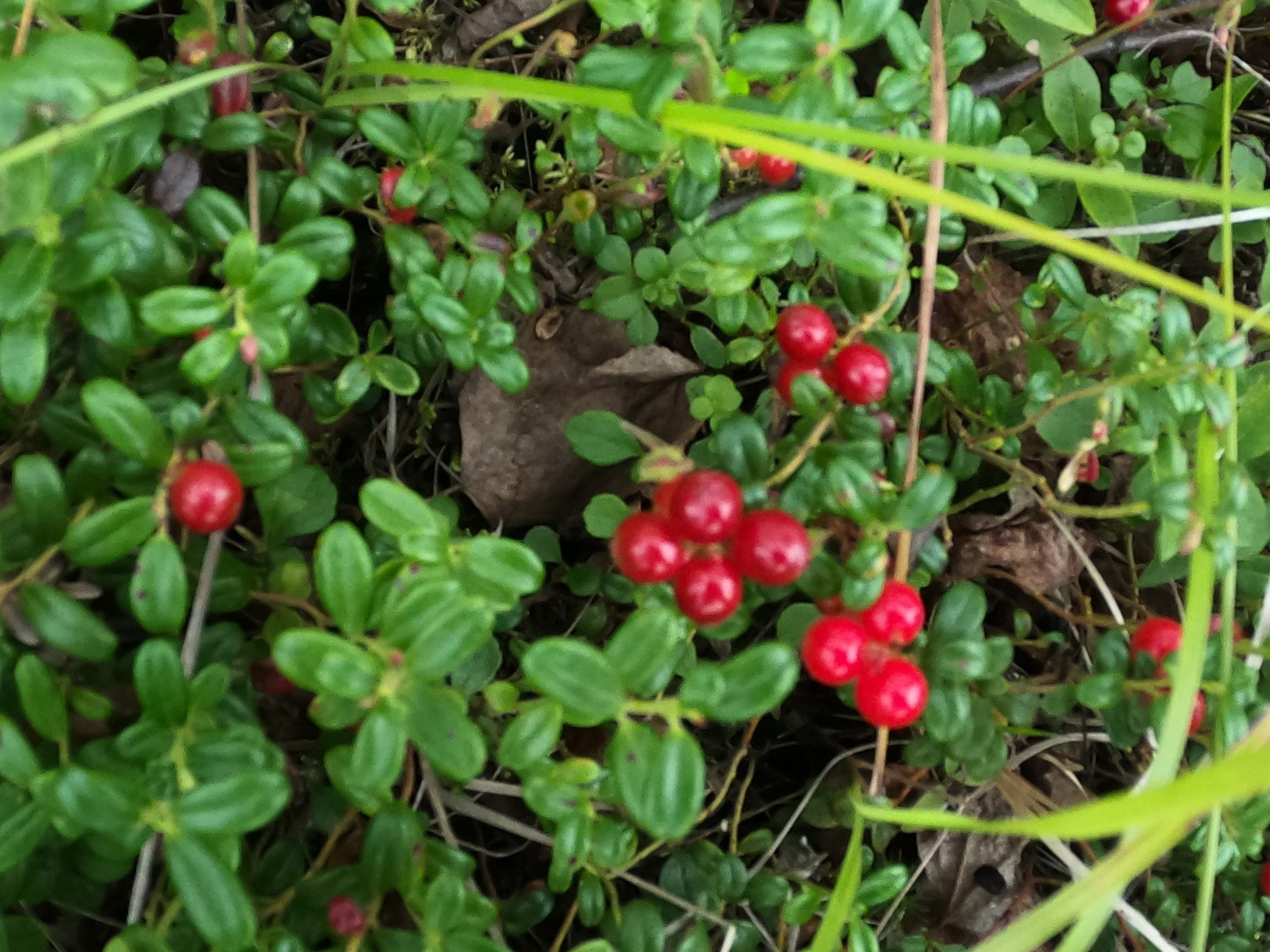 Vaccinium vitis-idaea /Lingonberry 4 Live Plant Rhizomes