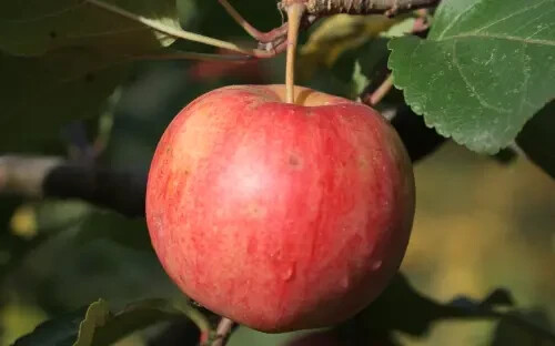 25+ Chestnut Crab Crabapple Seeds for Garden Planting – USA – FREE SHIPPING!