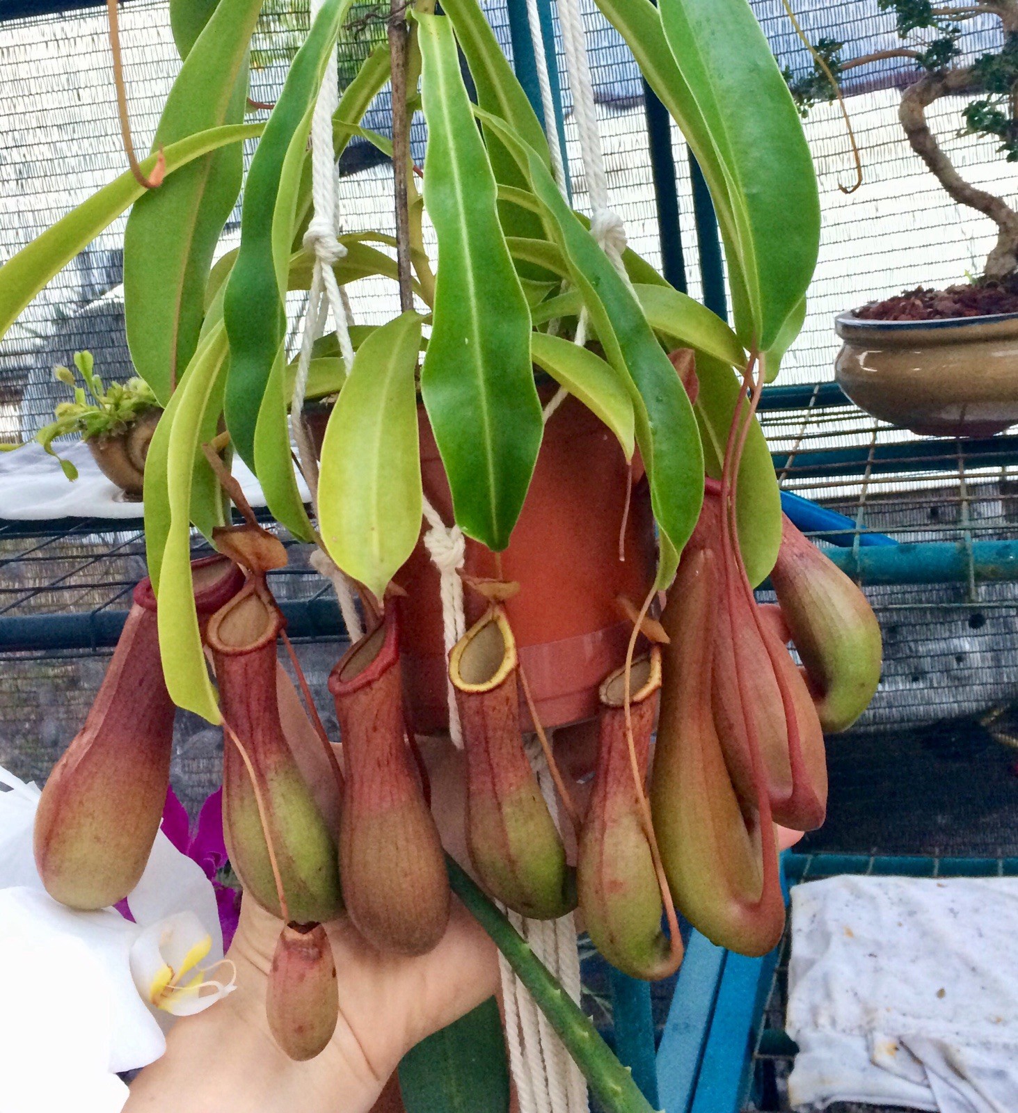 Nepenthes Ventricosa – Pitcher Plant – Live Tropical Carnivorous Plant