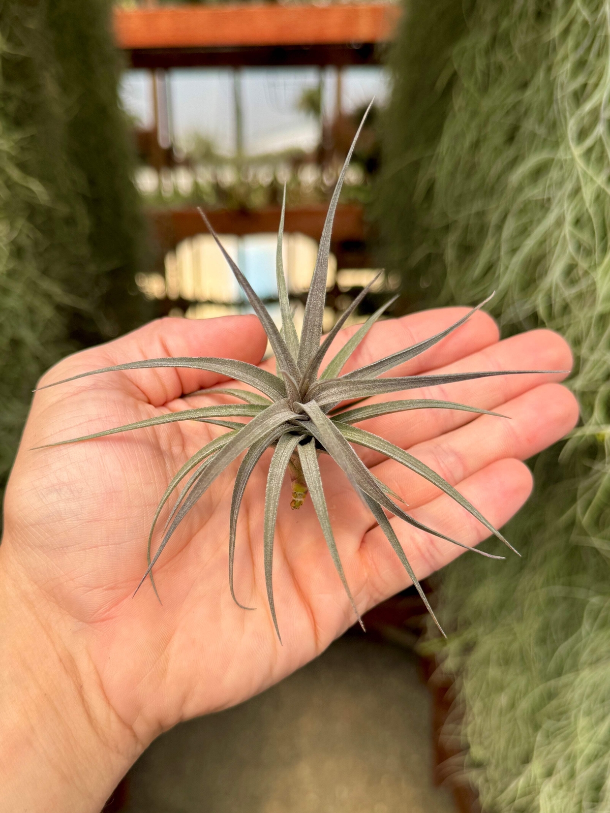 Aeranthos Mini Purple Form Air Plant (Great For Small Displays!)