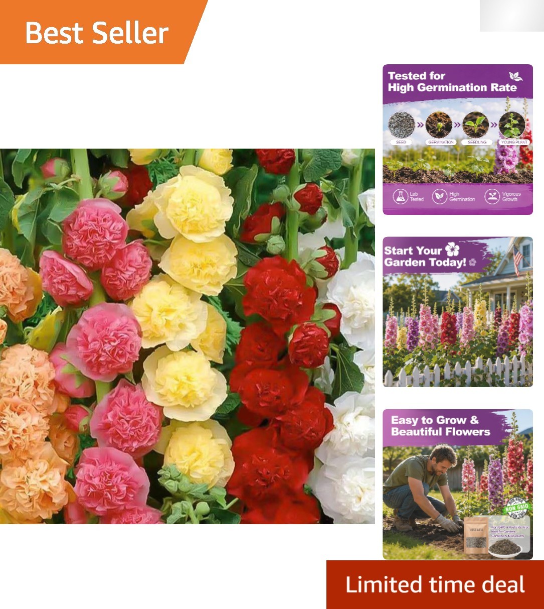 Giant Mallow Hollyhock Seeds – 350+ Carnival Mix for Stunning Spring Blooms