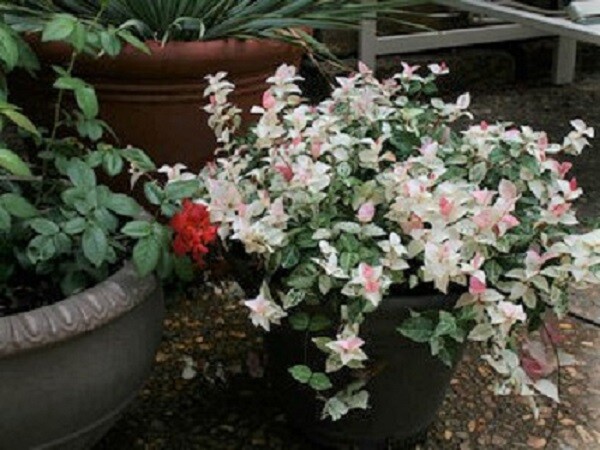 Snow N Summer™ Asian Jasmine Vine – Live Plant – ( 1 QT )