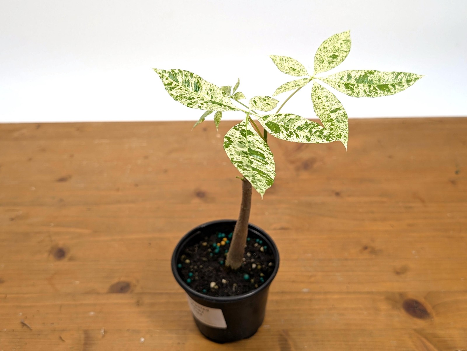 Albo Milky Way Variegated Money Tree (Pachira) 4” pot
