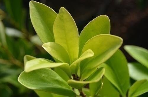 Anise Forest Green | 3 Gallon | Illicium floridanum | Fragrant Leaves | Shrub