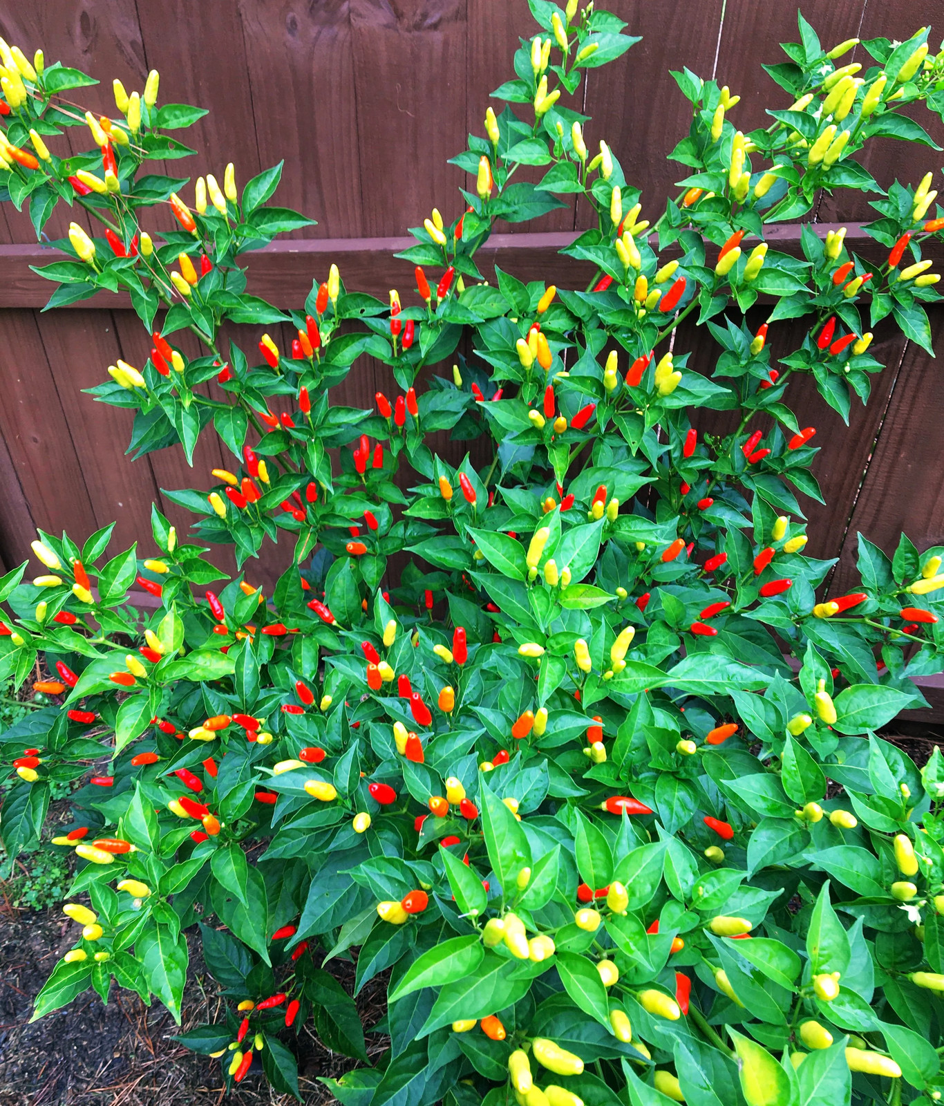 Tabasco Hot Pepper Seeds – For 2026 Planting 5,000 Scoville Spicy Red Green Hot