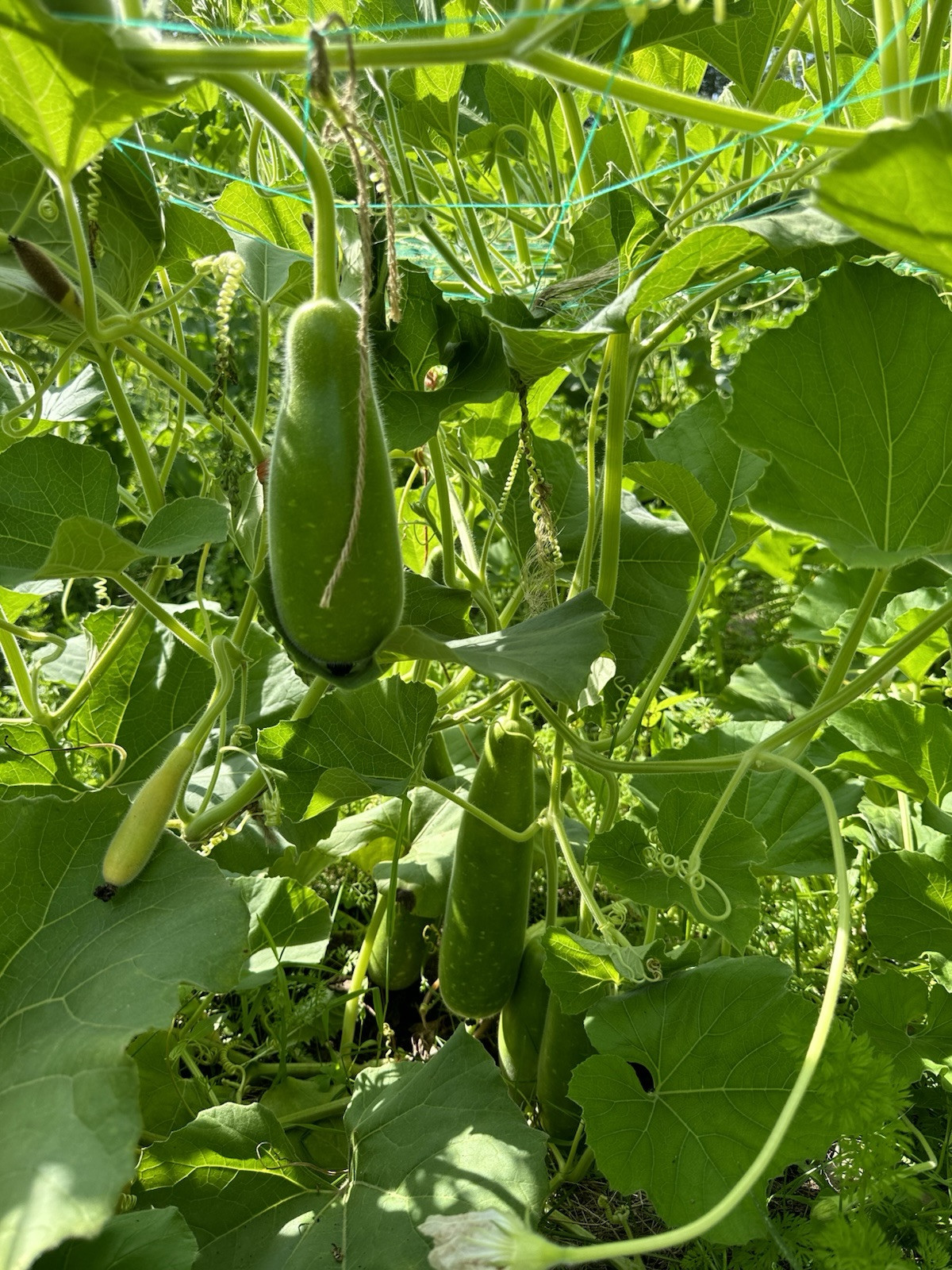 Big Bottle Gourd seeds || Lovely F1 Bangladeshi Lau Seeds || 6 Deshi Lau seeds