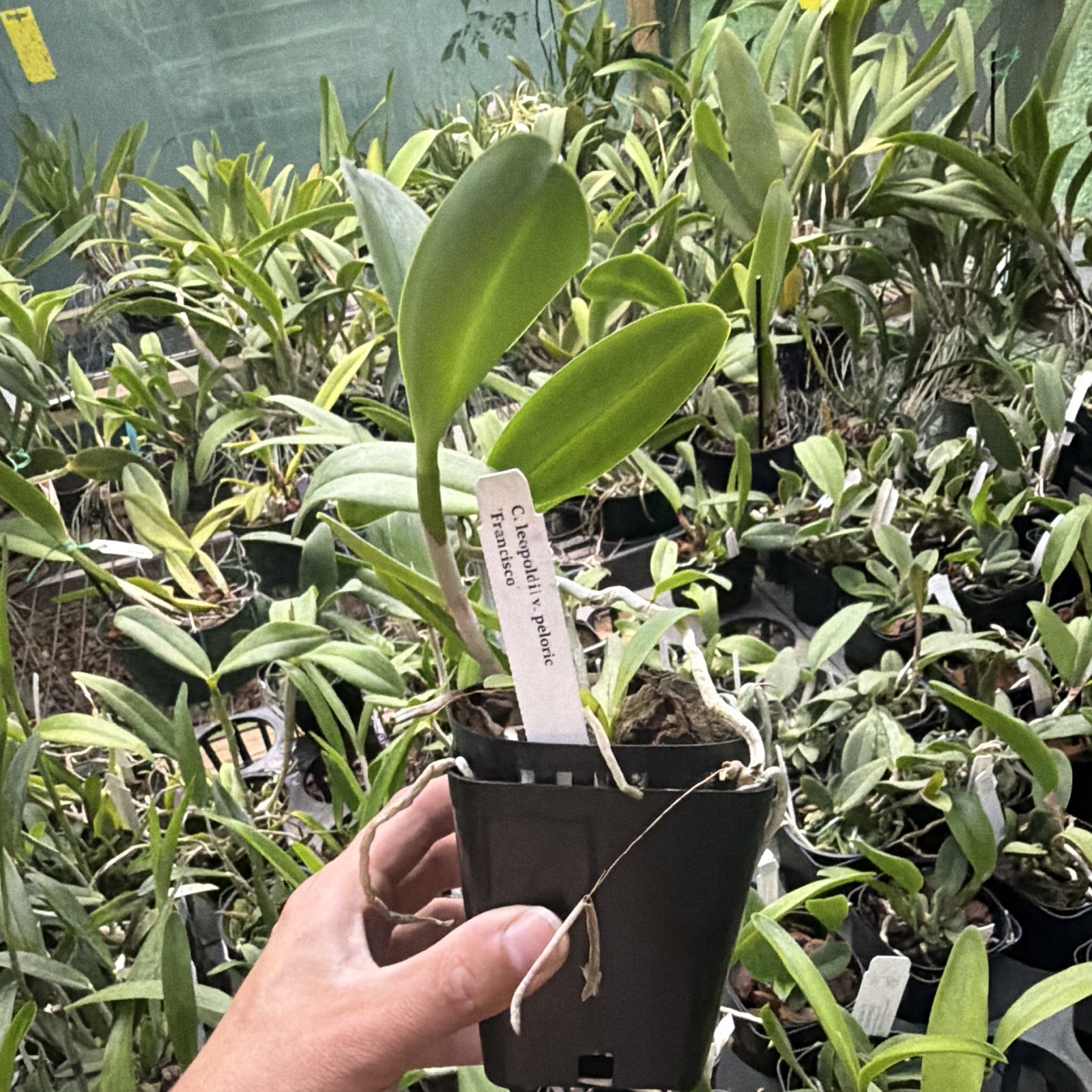 Cattleya leopoldii (tigrina) peloric ‘Francisco’ in 4in pot