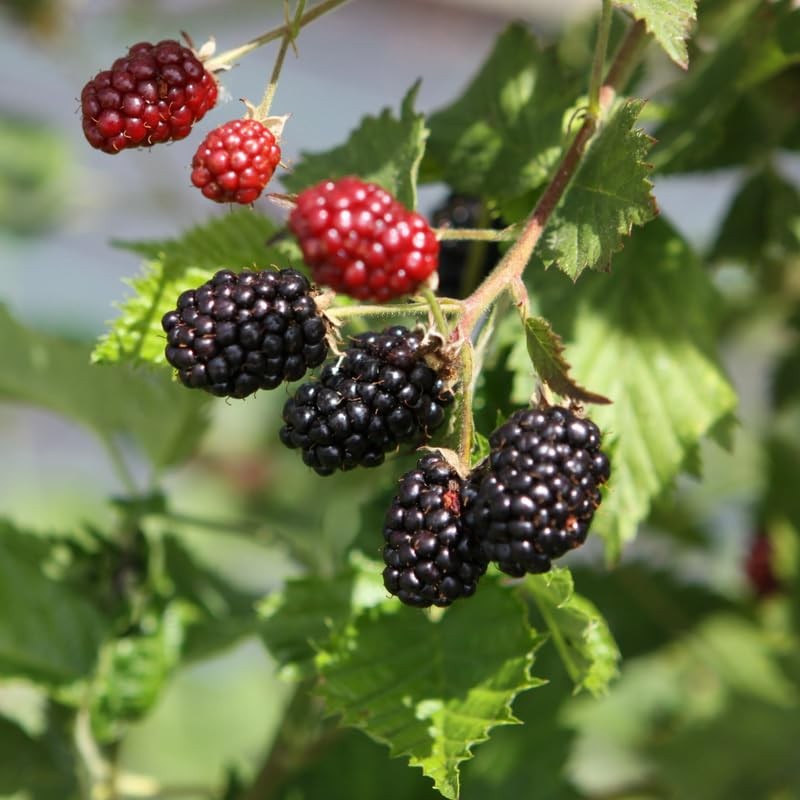 2 Ouachita BlackBerry Plants Live, 4-8 Inch Height, BlackBerry Bush Live Plant