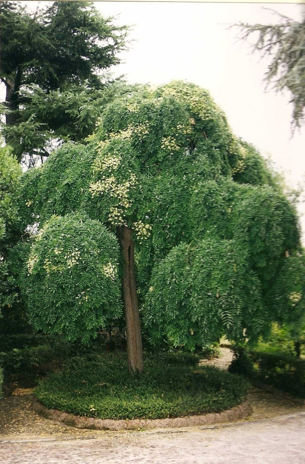 Japanese Pagoda, Sophora japonica, Tree Seeds