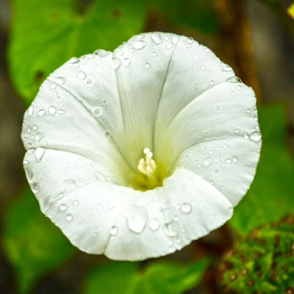 Pearly Gates Morning Glory Seeds | Non-GMO | Free Shipping | Seed Store | 1182