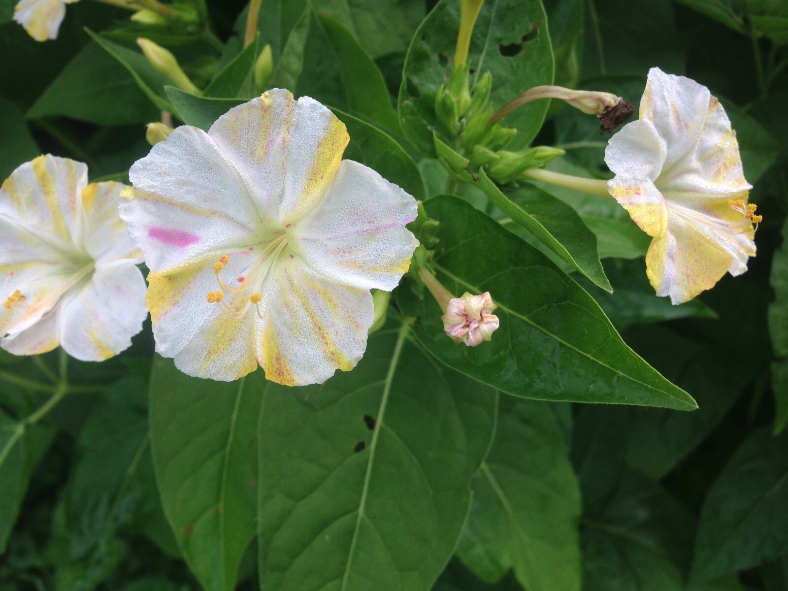 4 O’Clocks-Mix of Colors-Heirloom-Perennial-20 FRESH Seeds From My Yard in 2023
