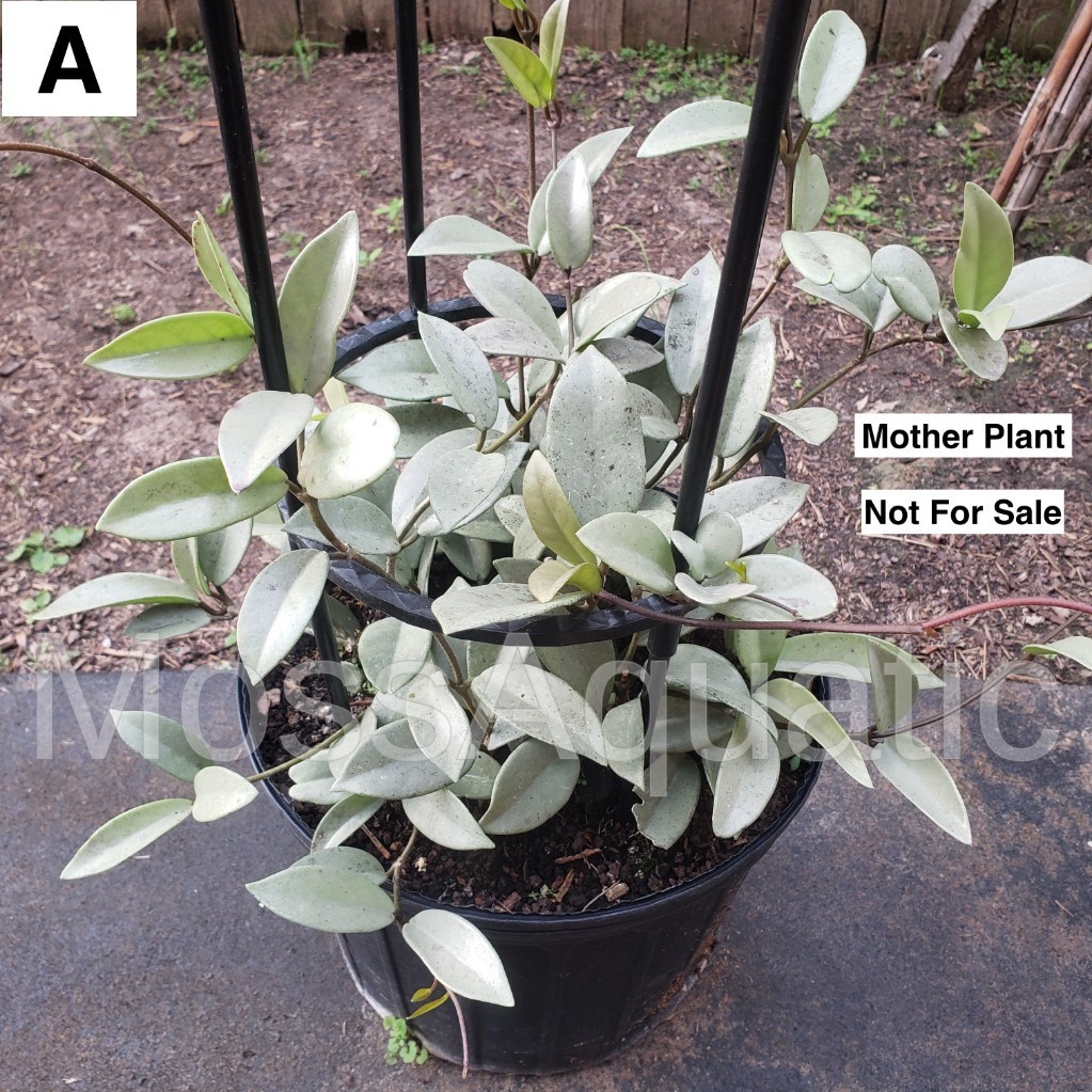 Hoya Wilbur Graves Silver 1 cutting with 2 leaves no roots