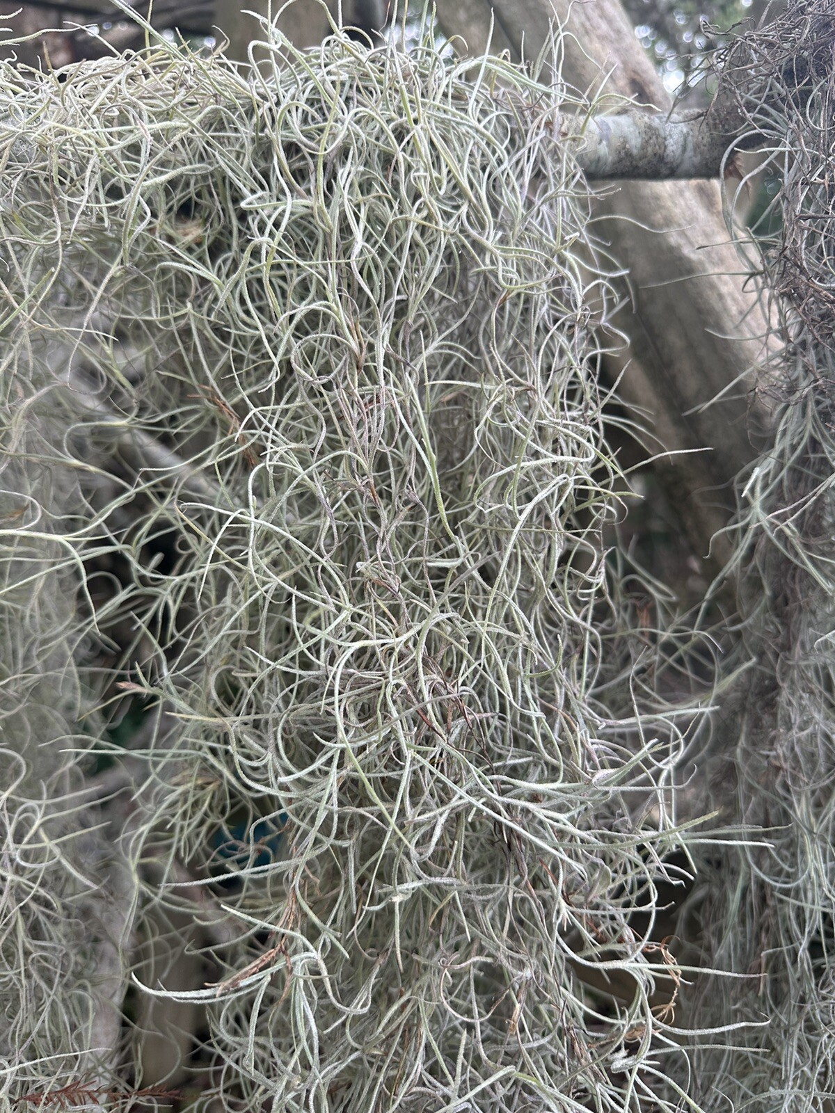 1LB/GAL Fresh Live Flowering SPANISH MOSS from Florida- Tillandsia AIR PLANT