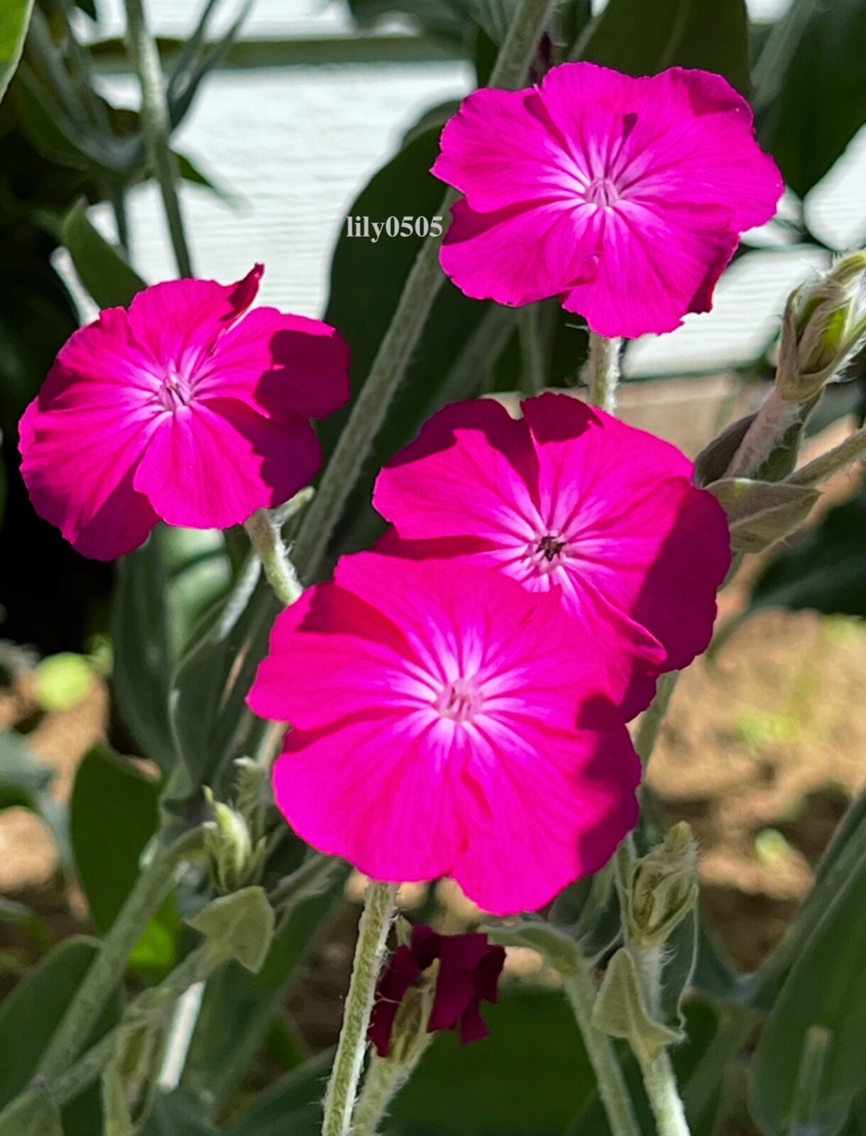 Rose Campion Heirloom Lychnis Coronaria Perennial Lot 20 Plants, Free Shipping