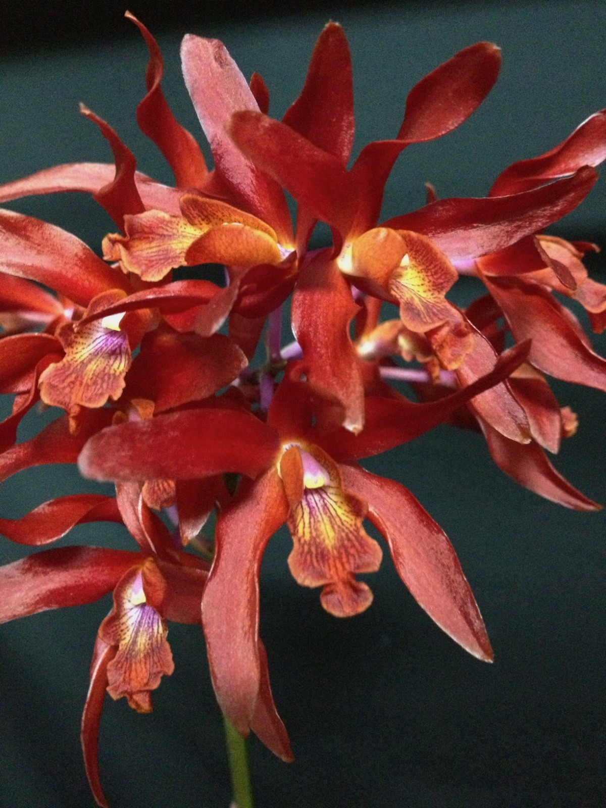 LARGE SPECIMEN SLC NEWBERRY LAVA BURST ORCHID CATTLEYA FRAGRANT FLOWERS