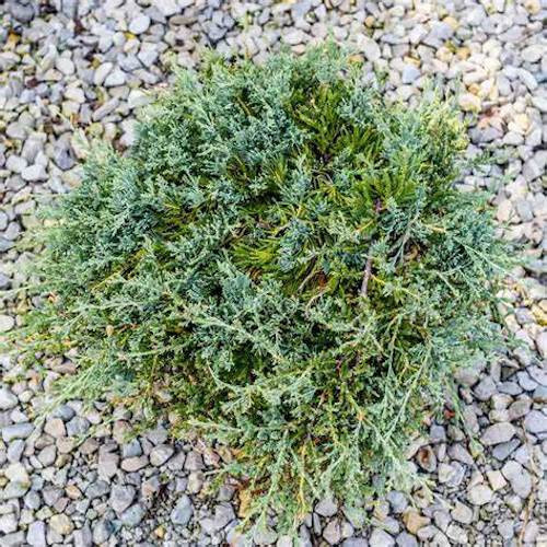 Juniper Blue Rug Juniperius 15 Plants in 3-1/2 inch Pots