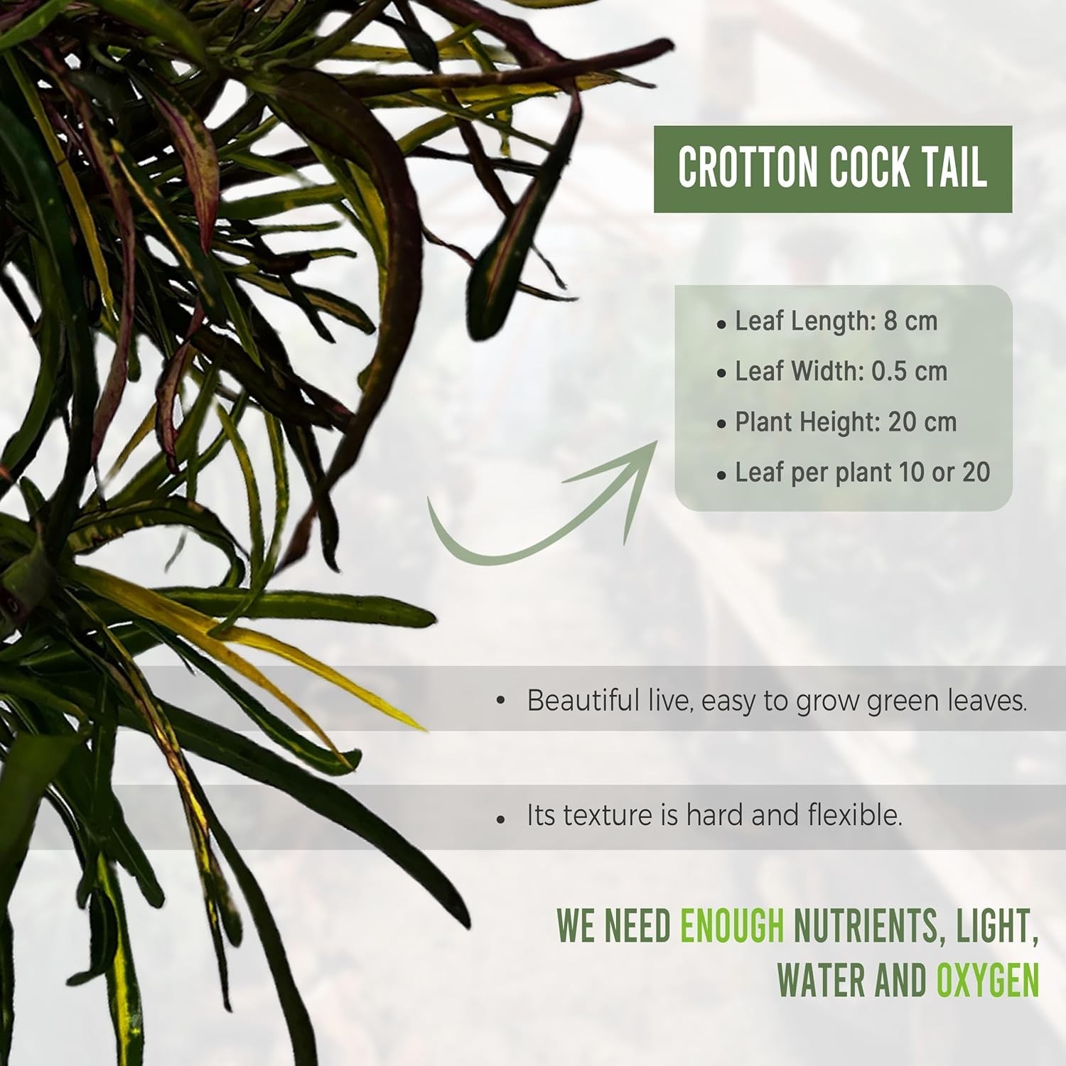 Croton Cock Tail (Pack of 2) Tropical Indoor Plant |Natural Décor Houseplant