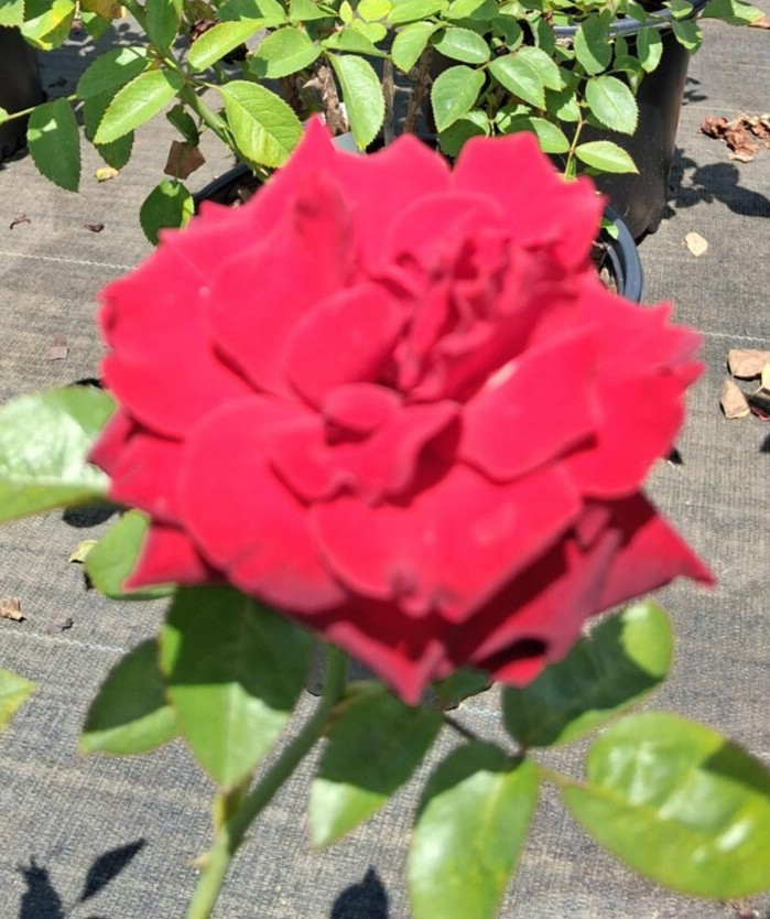 PROUD LAND Red 1 Gal Big Live Bush Plant Hybrid Tea Plants Fine Landscape Roses