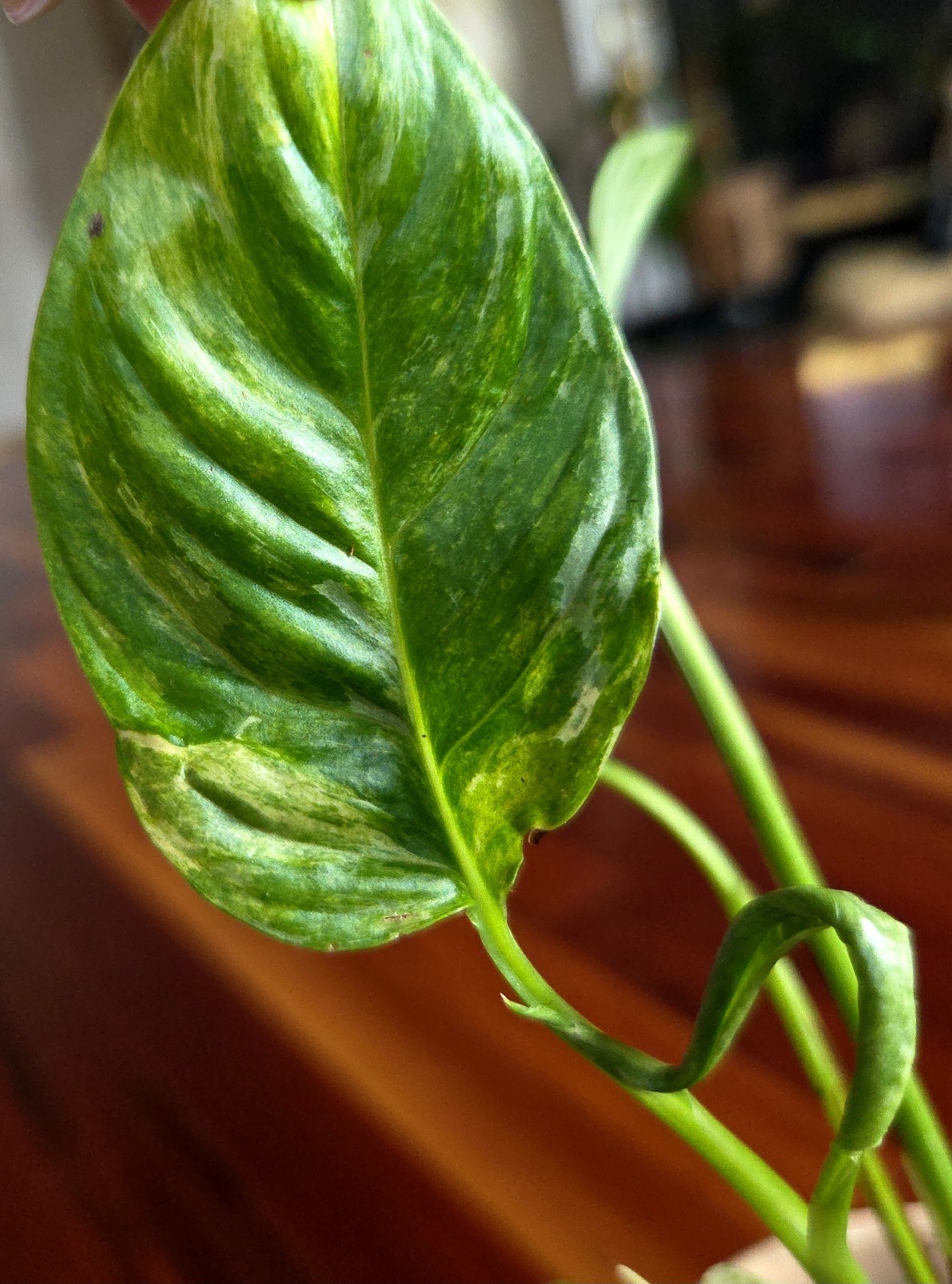 Rare Monstera Laniata Mint 11″ Tall 2 Plants Aroid Not Philodendron Anthurium