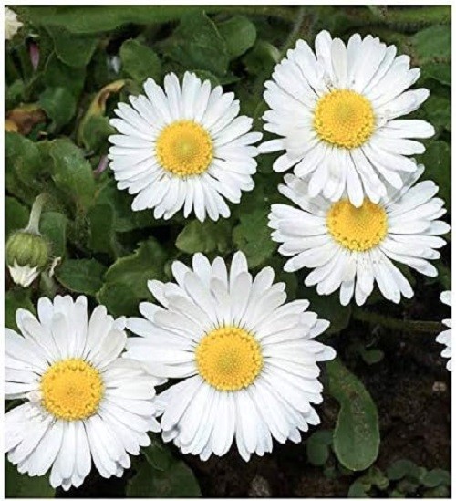 White English Lawn Daisy Mix, Lawns and Borders – 1000 Seeds – Bellis
