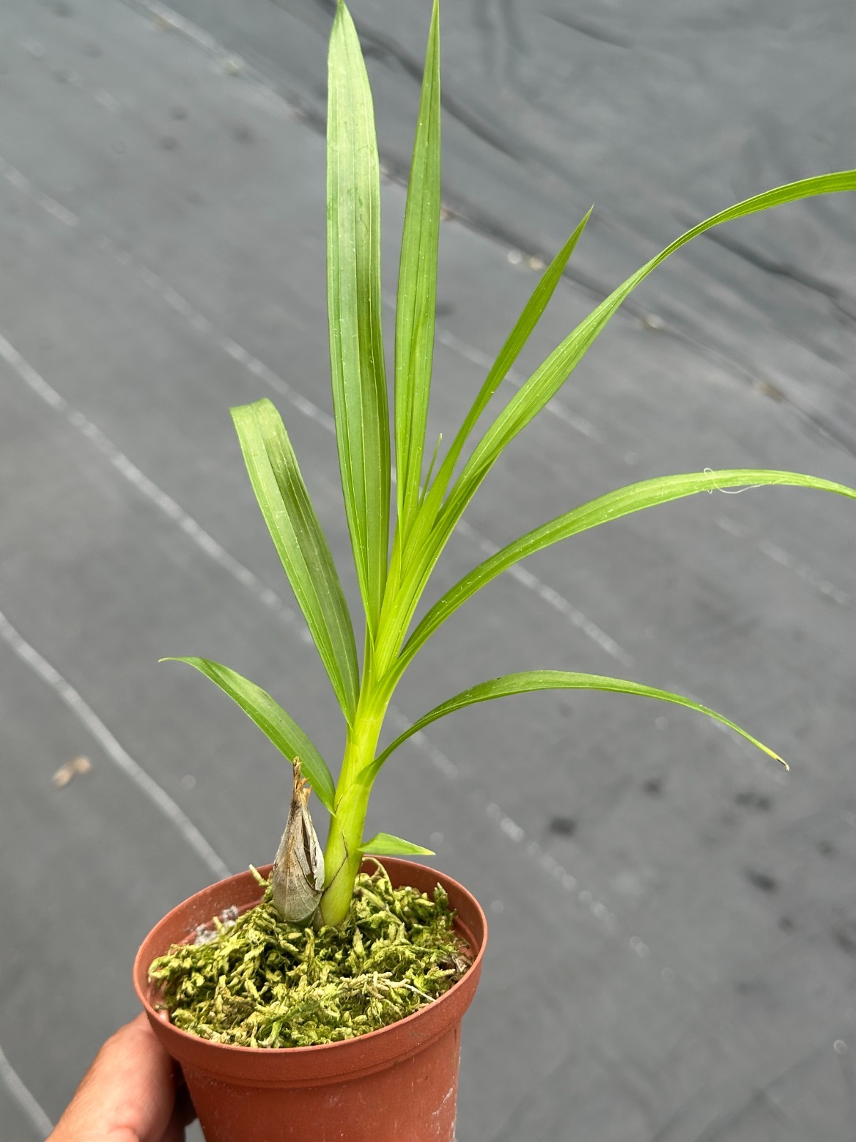 FLORIDA NATIVE COWHORN ORCHID SPECIES Cyrtopodium punctatum 3″ pot