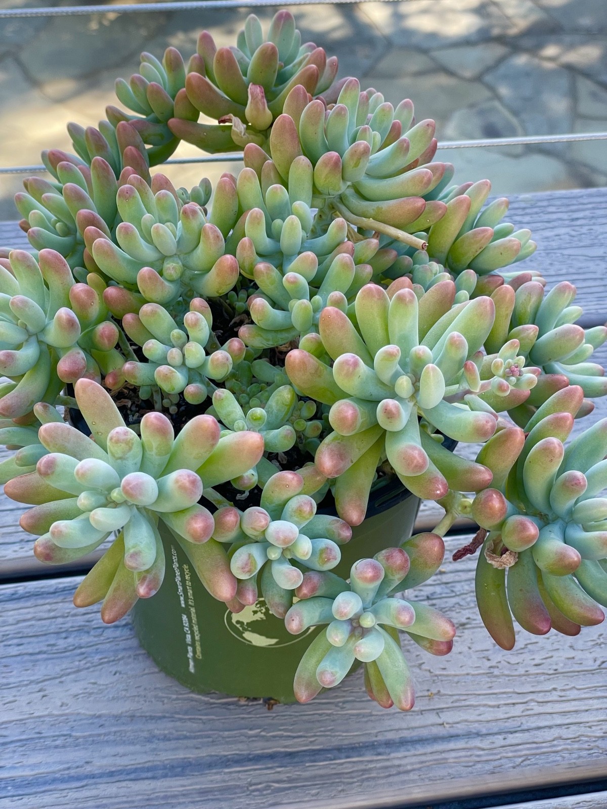 Rare Succulent Sedum Pachyphyllum Live Plant 2-3 Inches Unrooted Cutting