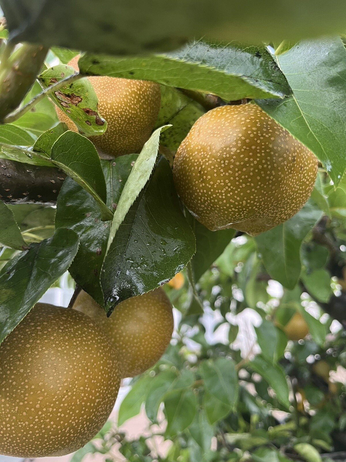 KOSUI ASIAN PEAR 3-4 FT, live potted tree GRAFTED TREE