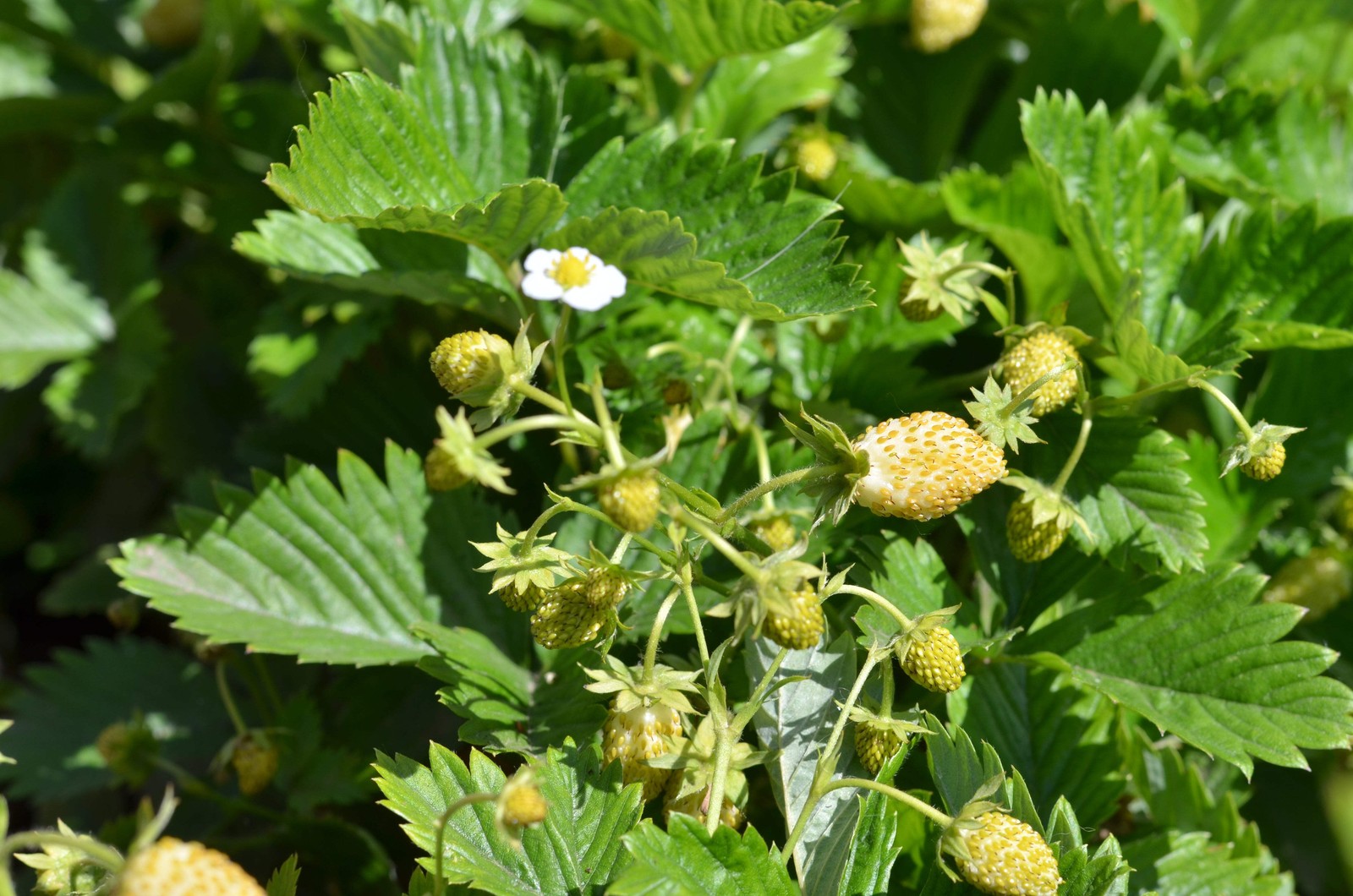 20 ‘ PINEAPPLE CRUSH ‘ STRAWBERRY Everbearing Fragaria Vesca Alpine White Yellow