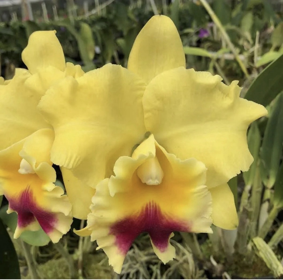 Cattleya Rlc Goldenzelle ‘Lemon Chiffon’ Fragrant Yellow Orchid Hybrid 4” RePot